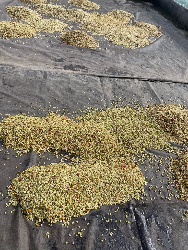 Meticulous Preparation